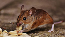 agricultural-pest-management Experts in Cambra